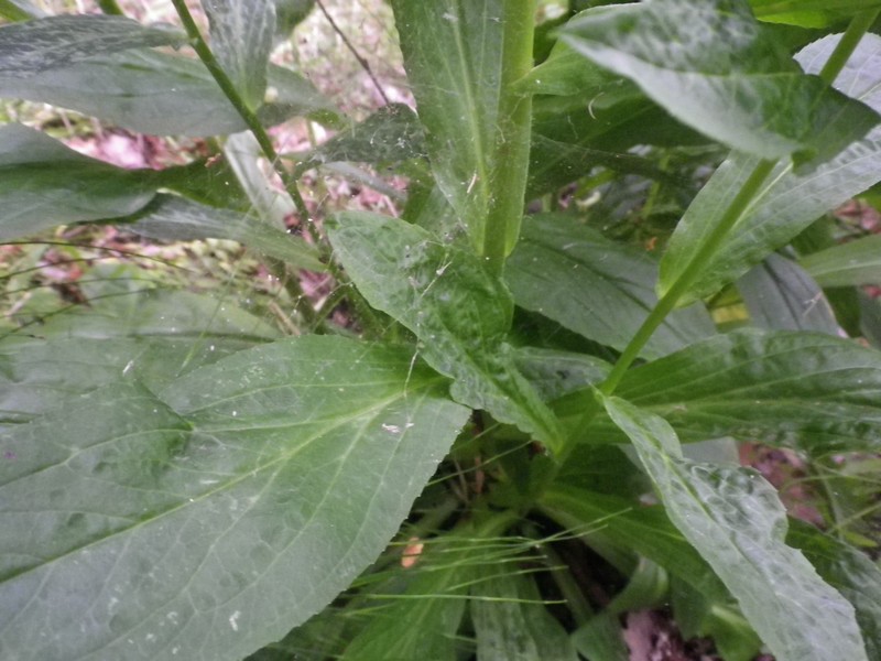 Digitalis micrantha (=D.lutea subsp. australis )/ Digitale appenninica